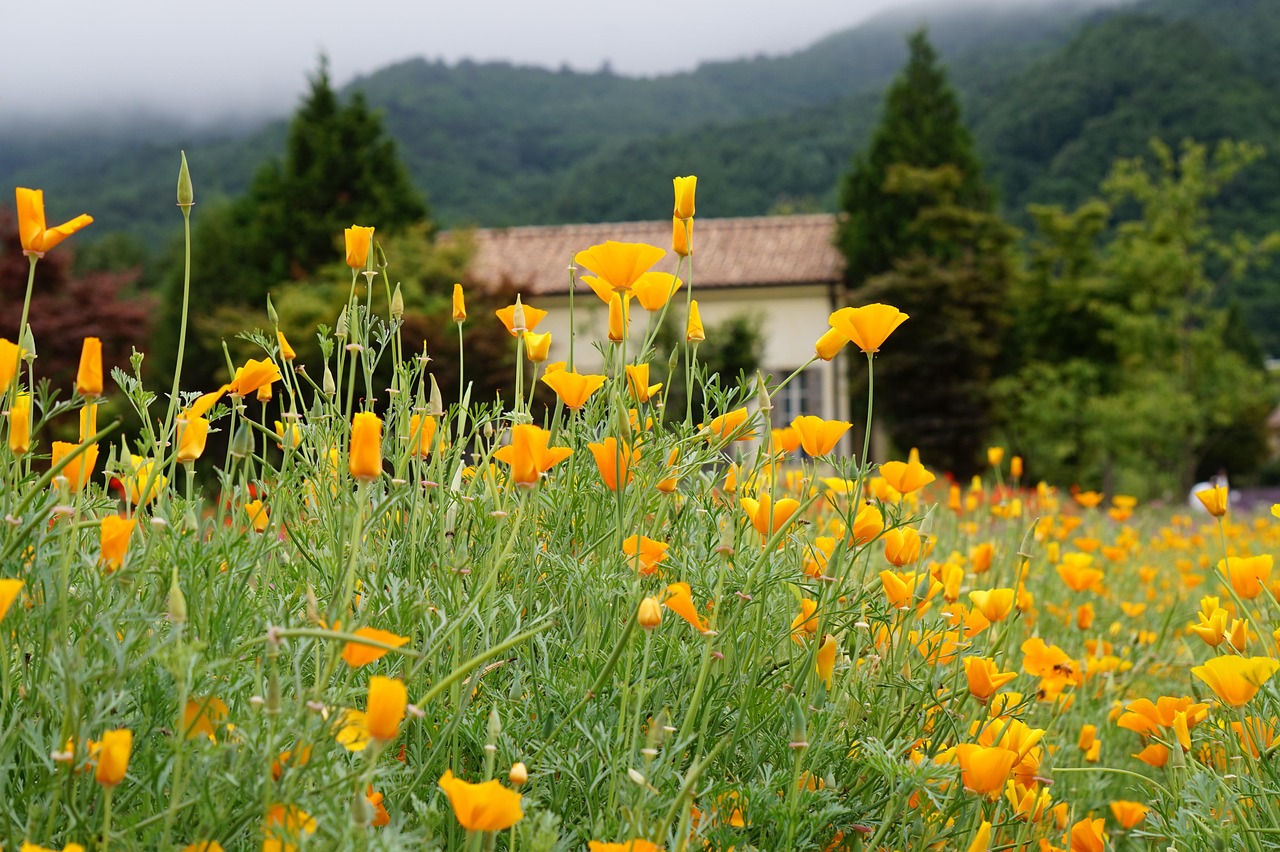 如何保护新手玩家不受技术支持的侵害？